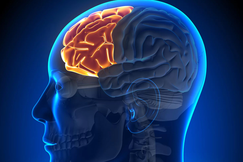 Illustration showing the connection between Mind-Body Connection, featuring a brain and heart linked by energy waves.
