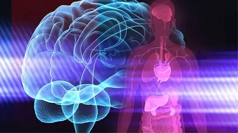 Illustration showing the connection between Mind-Body Connection, featuring a brain and heart linked by energy waves.